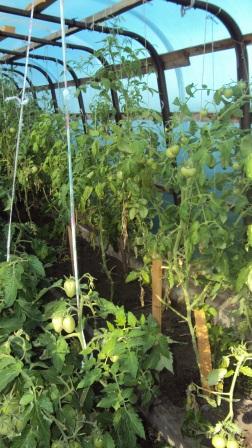 ������ ��� ���� �������� (���� �15)