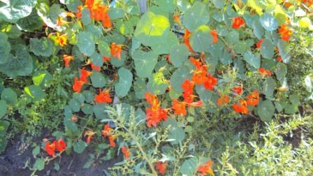 ������ ��� ���� �������� (���� �16)