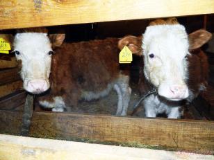 ������ ��������� ������� � �������� (���� �5)