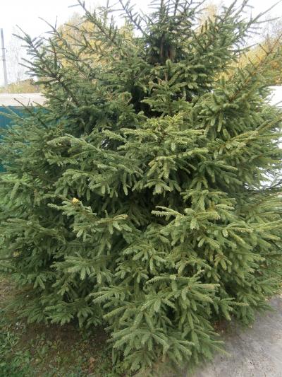 ������ ���� ���������� � � (���� �2)