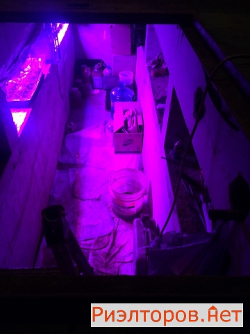      21 ( 2)