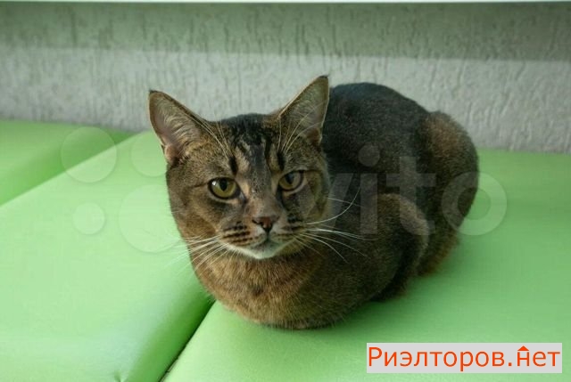 ������ �������� ����� ������� ������������ 37 21 (���� �35)