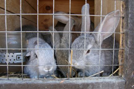 ������ ��������� ������� ������������ (���� �11)