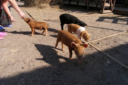 ������ ��������� ������� ������������ (���� �10)