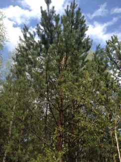 ������ ��������� ������� � ��� ������ (���� �4)