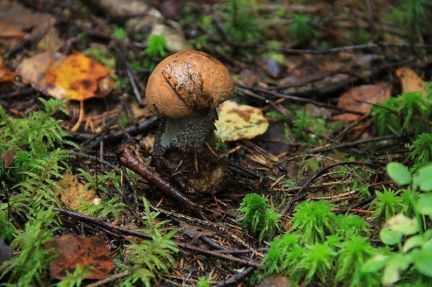 ������ ��������� ������� �. �������� �������� �-� (���� �2)