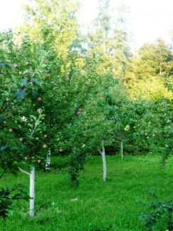 ����� ��� � �� ����������� (���� �5)