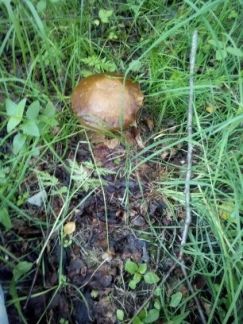 ������ ��� �� 160 �� �� ���� ��������� ����� ������� ���� ����� (���� �13)