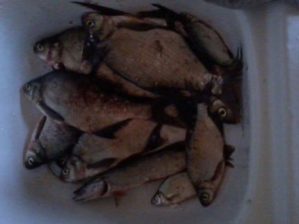 ������ ��� �� 160 �� �� ���� ��������� ����� ������� ���� ����� (���� �11)