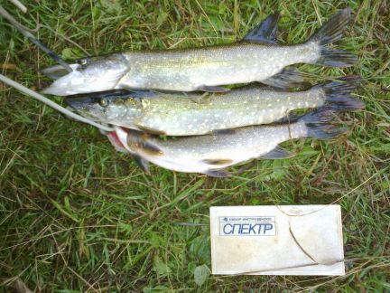 ������ ��� �� 160 �� �� ���� ��������� ����� ������� ���� ����� (���� �10)