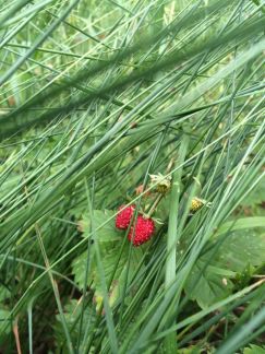 ������ ��������� ������� ������� ���������� (���� �6)