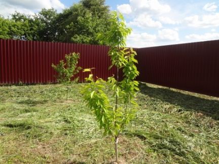 ������ ��������� ������� 8 ����� ���������������� �-� ��� ������� �������� (���� �2)