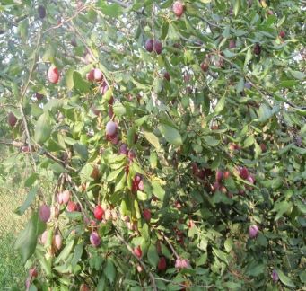 ������ ��������� ������� ���������� ������� ���� ������ �� �������� ��� 22 (���� �2)