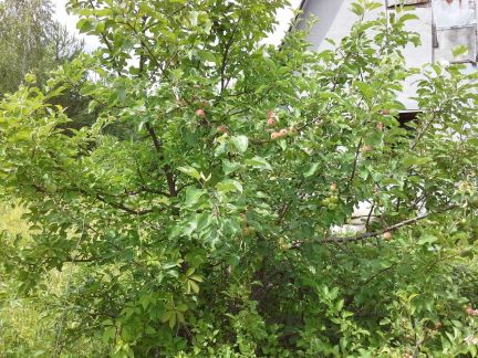 ������ ��������� ������� 10 ����� �.�������� � � (���� �5)