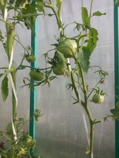 ������ ��������� � ��� �������� ���������� ����� (���� �2)