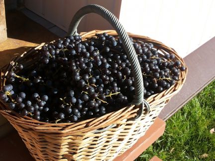 ������ ��������� � ��� �������� ���������� ����� (���� �13)