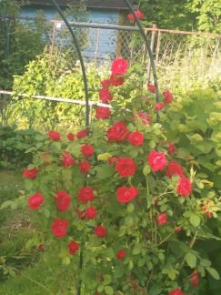 ������ ��������� � ��� �������� ���������� ����� (���� �12)