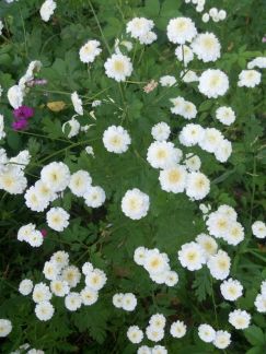 ������ ��������� ������� �� 70 �� �� ���� ���������� ������� ������������� ����� ����������� ������� (���� �12)