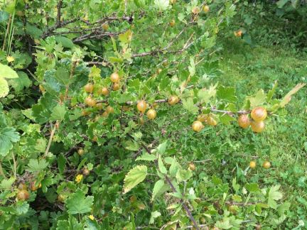 ������ ��������� ������� ���������� ������� ����������� �-�� ���� �������� ��� (���� �3)