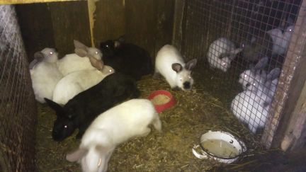 ������ ��� ���� ������� ���������� ����� (���� �7)