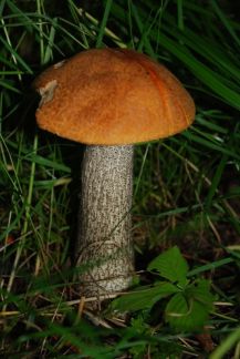 ������ ��������� ������� ������� (���� �5)