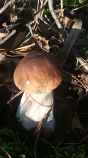     ( 4)