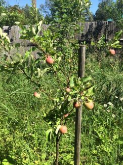 ��������� ������� ��� ��������� (���� �11)