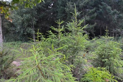 ������ ��������� ������� ������� ������� (���� �3)