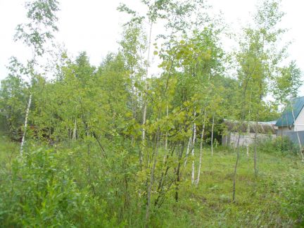 ������ ��������� ������� ���������� ������� ������� ����� �.������ (���� �2)