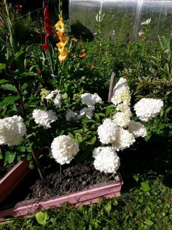 ������ ��������� ������� � ��� �������� �� 50 �� �� ���� (���� �9)