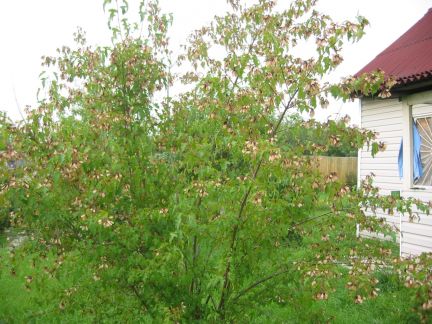 ��������� ������� ��� ������� ������� (���� �2)