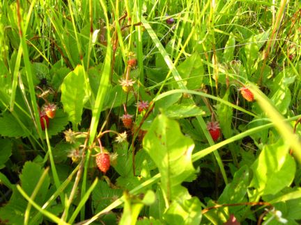 ������ ��������� ������� ���������� ������� ��������� ����� ����� ���������� ������ ����� ���� ��� (���� �13)