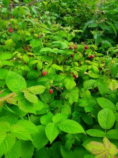 ������ ��������� ������� � ��� �������� �� 50 �� �� ���� (���� �12)