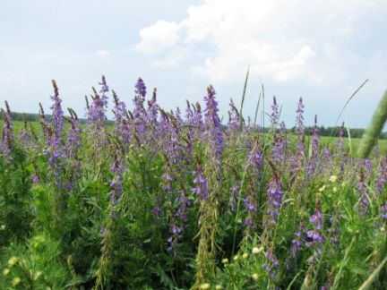 ������ ��������� ������� � �� �������� �� 60 �� �� ���� (���� �4)