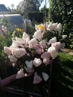 ������ ��������� ������� � ��� �������� �� 50 �� �� ���� (���� �14)