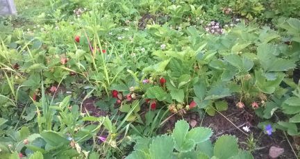 ������ ��� ���� ����������� ��������������� ����� (���� �7)