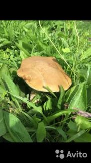 ������ ��������� ������� 3 ����� ����� ��������������� �������� ��������� �. ������� (���� �18)