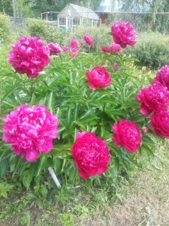 ������ ��������� ������� 12 ����� ���-��������� ���������������� ����� ����� ������-�������� (���� �3)