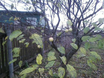 ������ ��������� ������� �� 95 �� �� ���� ������������ ���. ���������� ����� ���. ������� (���� �4)