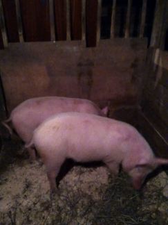 ������ ��� ����� ����������� ���� (���� �14)