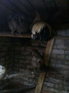 ������ ��� ����� ����������� ���� (���� �5)