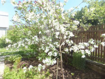 ������ ��������� ������� � ��� �����������-1 (���� �11)