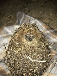 ������ ��������� ������� �������� ���������������� ����� ��������� ����� (���� �4)