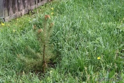 ��������� ������� ��� ������ (���� �5)