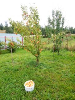 ������ ��� �� 160 �� �� ���� ��������� ����� ������� ���� ����� (���� �6)