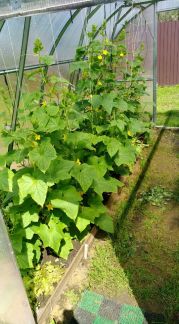 ������ ��������� ������� � ��� ������������� ����� ������� (���� �7)