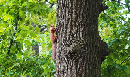 ������ ��� � ���������� (���� �17)