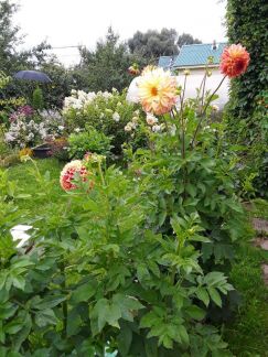 ������ ��������� ������� � ��� �������� �� 50 �� �� ���� (���� �16)