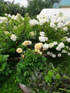 ������ ��������� ������� � ��� �������� �� 50 �� �� ���� (���� �17)