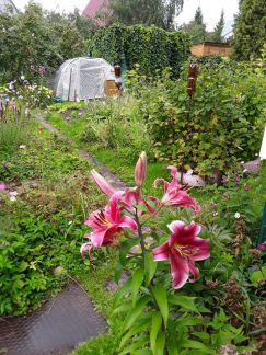 ������ ��������� ������� � ��� �������� �� 50 �� �� ���� (���� �19)